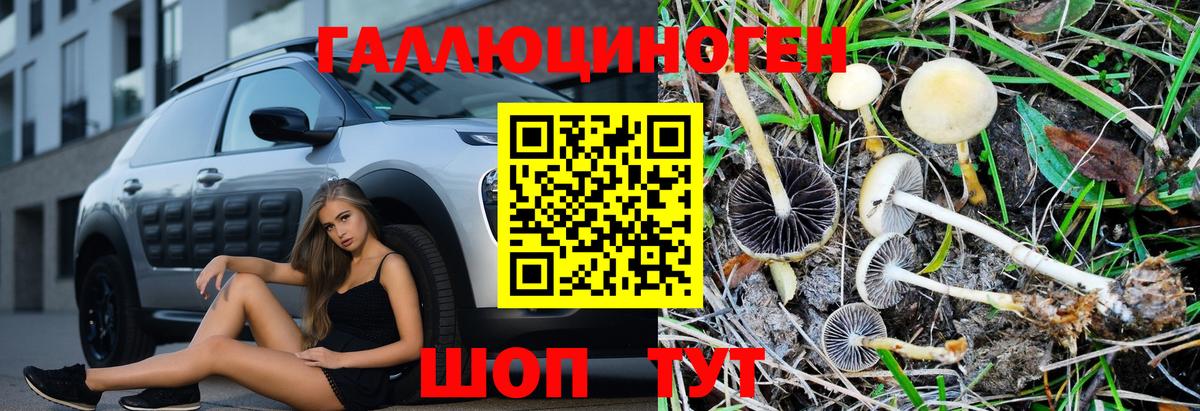 Псилоцибиновые грибы Psilocybe Ишимбай